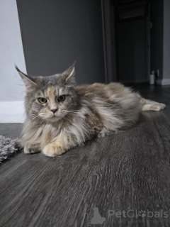 Photo №4. Je vais vendre maine coon en ville de Innsbruck. éleveur - prix - 650€