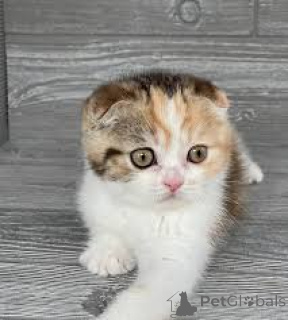 Photo №1. scottish fold - à vendre en ville de Vienne | 580€ | Annonce № 163801