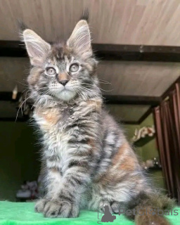 Photo №1. maine coon - à vendre en ville de Bayerisch Eisenstein | négocié | Annonce № 171577