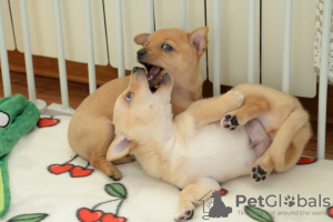 Photo №1. chien de garenne portugais - à vendre en ville de Москва | négocié | Annonce №131691