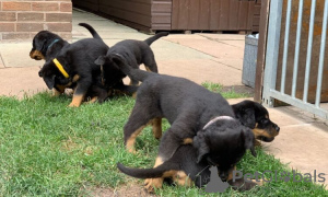 Photo №1. rottweiler - à vendre en ville de Hanko | Gratuit | Annonce №110694