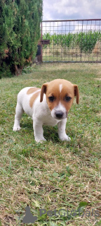 Photo №3. Mignons chiots Jack Russell Terrier. Pologne
