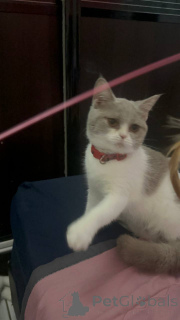 Photo №3. GCCF Lilas & Blanc British Shorthair 9 Mois Vacciné et Pucé Londres. La Grande-Bretagne