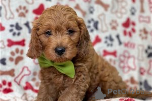 Photo №3. Beaux chiots Cavapoo Pour adoption gratuite. Allemagne