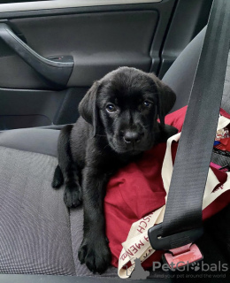 Photo №1. labrador retriever - à vendre en ville de Seydisfjordur | négocié | Annonce №116771