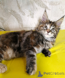 Photo №2 de l'annonce № 135371 de la vente maine coon - acheter à Fédération de Russie annonce privée, de la fourrière, éleveur