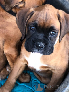 Photo №1. boxer - à vendre en ville de Halle | 700€ | Annonce №172757