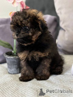 Photo №4. Je vais vendre spitz nain en ville de Гамбург. annonce privée, de la fourrière, éleveur - prix - 800€