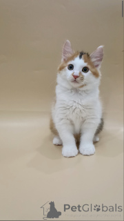 Photo №2 de l'annonce № 145997 de la vente bobtail des kouriles - acheter à Biélorussie annonce privée, de la fourrière, éleveur