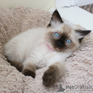 Photo №1. ragdoll - à vendre en ville de Munich | 350€ | Annonce № 96936