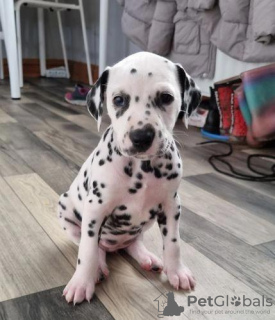 Photo №3. Magnifiques chiots dalmatiens,. USA