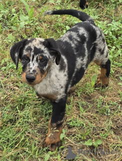 Photo №2 de l'annonce № 143487 de la vente berger de beauce - acheter à France éleveur