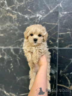 Photo №2 de l'annonce № 139079 de la vente maltipu - acheter à Allemagne annonce privée, éleveur