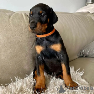 Photo №2 de l'annonce № 78819 de la vente dobermann - acheter à Hongrie annonce privée
