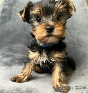 Photo №2 de l'annonce № 168863 de la vente yorkshire terrier - acheter à Allemagne 