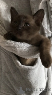 Photo №3. Adorables chatons birmans à la recherche d'une famille aimante. La Grande-Bretagne