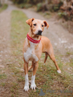 Photo №1. chien bâtard - à vendre en ville de Saint-Pétersbourg | Gratuit | Annonce №162509