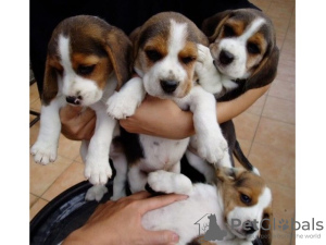 Photo №2 de l'annonce № 64986 de la vente beagle - acheter à La finlande éleveur