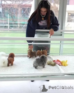 Photo №1. alaunt - à vendre en ville de Ankum | négocié | Annonce №159961