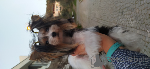 Photo №1. yorkshire terrier - à vendre en ville de Балыкесир | 481€ | Annonce №32618