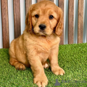 Photo №2 de l'annonce № 154340 de la vente golden retriever - acheter à Allemagne éleveur