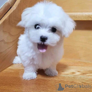 Photo №1. bichon maltais - à vendre en ville de Grains | négocié | Annonce №168155