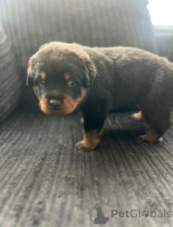 Photo №1. rottweiler - à vendre en ville de Anvers | négocié | Annonce №169650