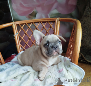Photo №3. Bouledogue français. Biélorussie