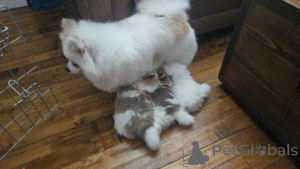 Photo №1. spitz nain - à vendre en ville de Jelgava | négocié | Annonce №160007