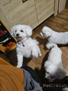 Photo №3. Chiots Bichon Frise Mâle et Femelle. La finlande