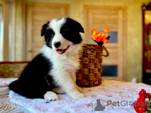 Photo №1. border collie - à vendre en ville de Koursk | 739€ | Annonce №105247