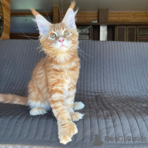 Photo №1. maine coon - à vendre en ville de Берлинген | Gratuit | Annonce № 115137