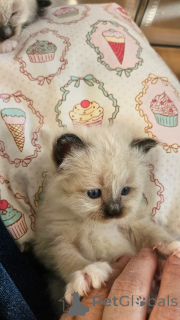 Photo №3. Chaton ragdoll mâle et femelle intéressé inbox. Belgique