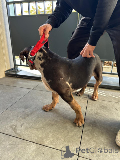 Photo №3. Chiot femelle American bully XL Trico merle 5 mois. France