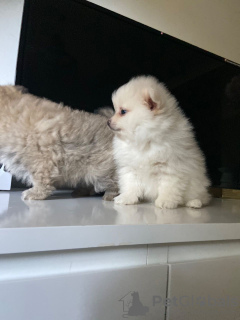 Photo №3. Des chiots de Poméranie en bonne santé prêts maintenant pour vous. Pays Bas