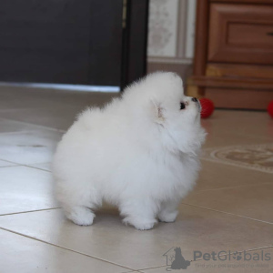 Photos supplémentaires: Chiots de Poméranie