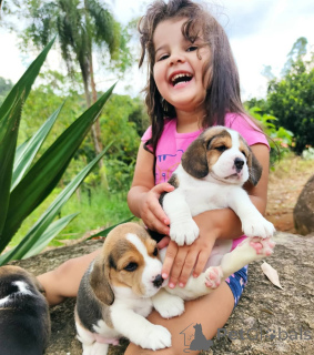 Photo №3. Chiots Beagle disponibles. Allemagne