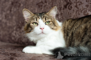 Photo №3. Le nez drôle du mini. Biélorussie