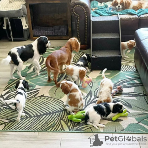 Photo №1. cavalier king charles spaniel - à vendre en ville de Londres | 284€ | Annonce №78373