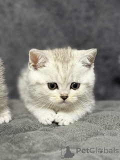 Photo №3. Je vends un chaton écossais. Biélorussie