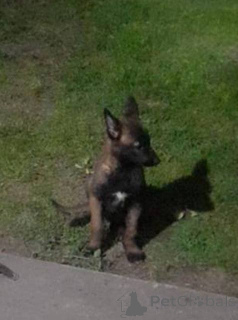 Photo №1. malinois - à vendre en ville de Werbass | 300€ | Annonce №160588