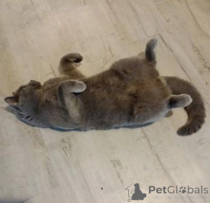 Photo №4. Je vais vendre british shorthair en ville de Eeklo. annonce privée - prix - 210€