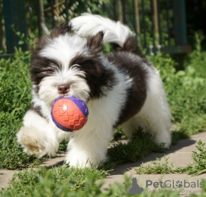 Photo №1. lhassa apso - à vendre en ville de Prague | négocié | Annonce №96379