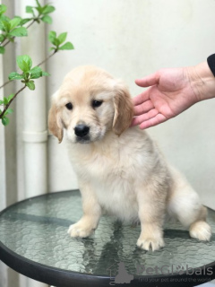 Photo №3. Te Koop en Te adoptie du Labrador Retriever Puppy. Pays Bas