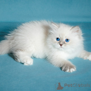 Photo №3. Chatons sibériens. Belgique