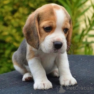 Photo №3. Chiots Beagle.. Allemagne