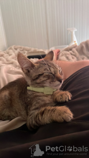 Photo №3. Chaton bengale d'un peu plus d'un mois à vendre.. Espagne