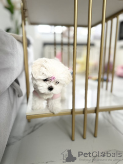 Photo №4. Je vais vendre bichon maltais, maltipu en ville de Atlanta. annonce privée - prix - 379€