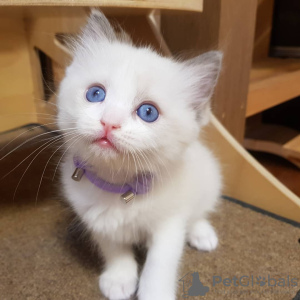 Photo №1. ragdoll - à vendre en ville de Aalst | Gratuit | Annonce № 128944