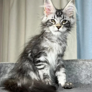 Photo №1. maine coon - à vendre en ville de Amstetten | 350€ | Annonce № 177740